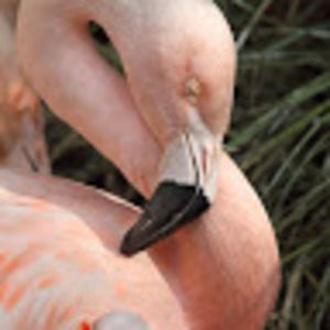 Meet your Posher, Ciara